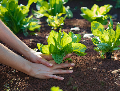 Vegetable Garden 390X296