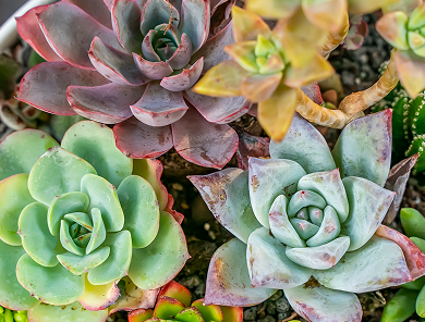 Succulents 390X296