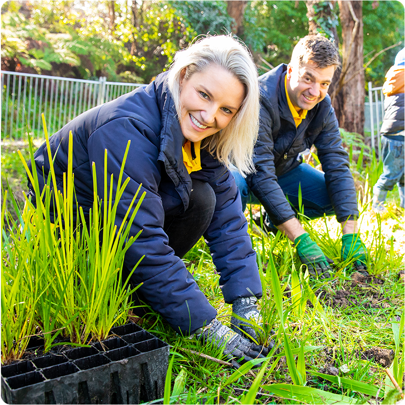 Tree Planting