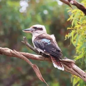 Cabots Timber For Life Wildlife